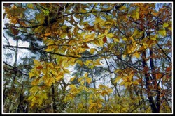 Feuillage_1