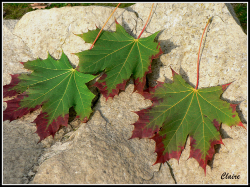 Feuilles_claire