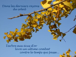 Gingko2_copie_3