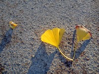 Gingko_1