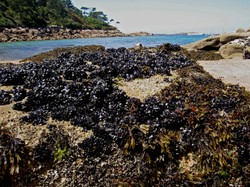 Ile_miliau18