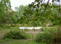 Marais_de_quellen1_1
