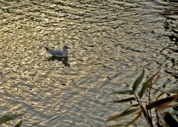 Mouettes2