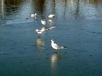 Mouettes2_4
