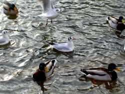 Mouettes3
