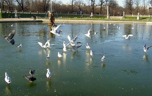 Mouettes4_1