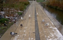 Mouettes6