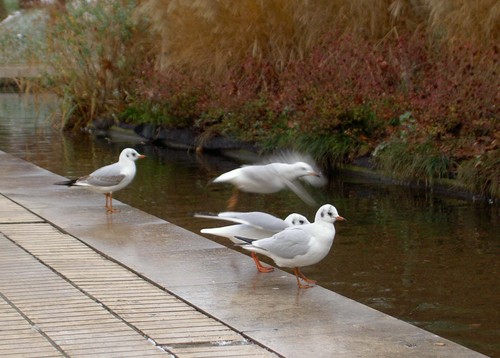 Mouettes7