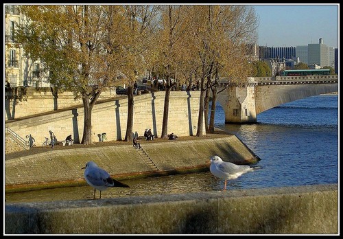 Mouettes_1