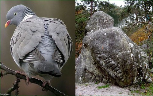 Oiseaux_jumeaux