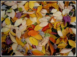 Pict0009_1
