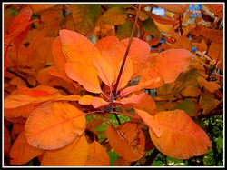 Pict0020_3
