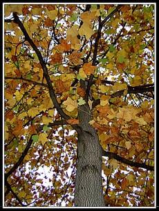 Pict0031_1