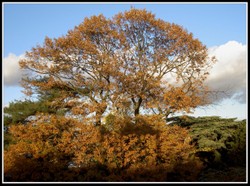 Pict0055_1