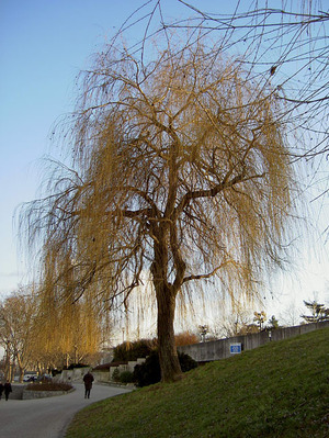 Pict2097_1