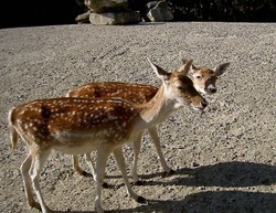 Pict4904_1