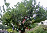 Pict5085_1