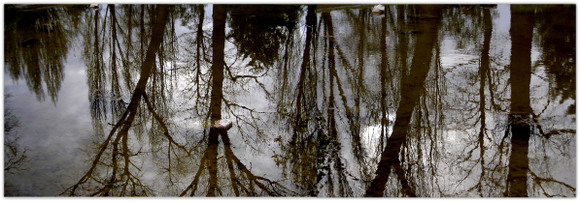 Reflets_arbres_1