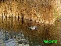 Rgate_1
