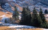 Sapins