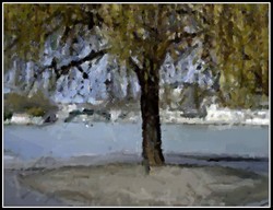 Saule