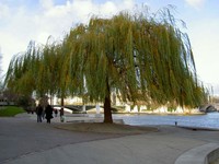 Saule_pleureur