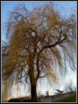 Saule_pleureur_1