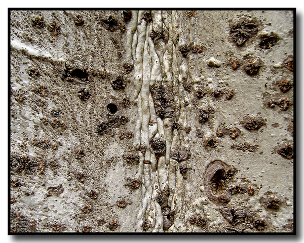 Texture2_copie