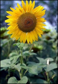Tournesol