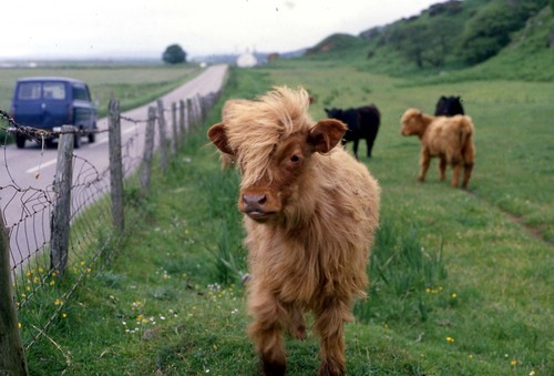 118vaches
