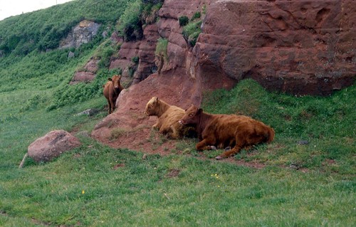 120_vaches