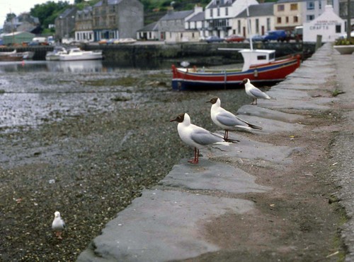 123tarbert