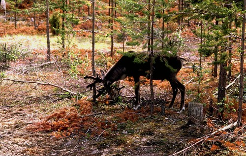 046finlande