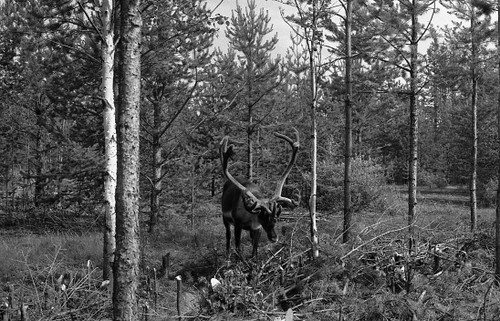 155finlande