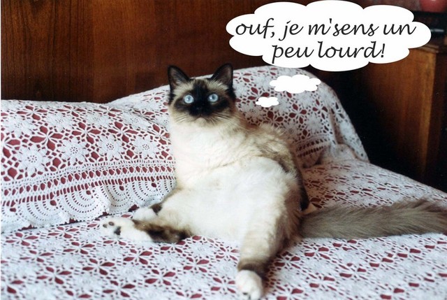 21 gros ventre