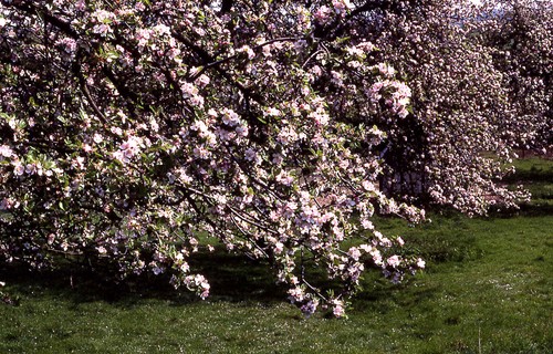 Pommiers en fleurs