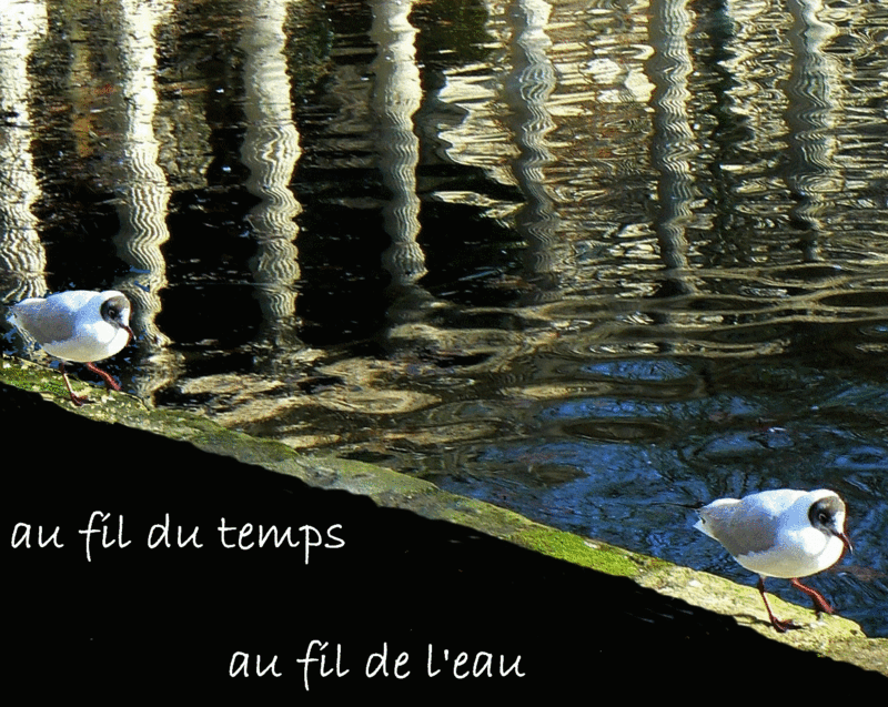Mouettes