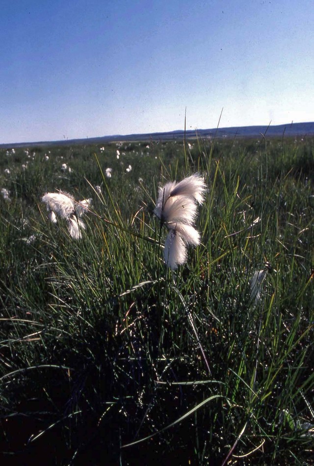 113linaigrette