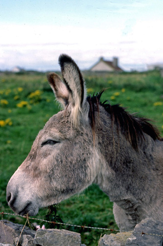 Achill4_1