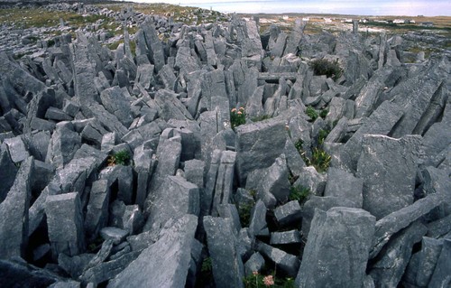 Aran8