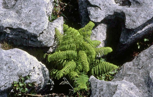 Burren10