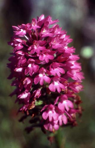 Burren8