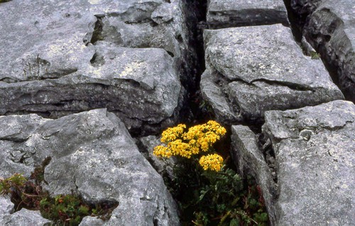 Burren9