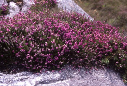Irlande018